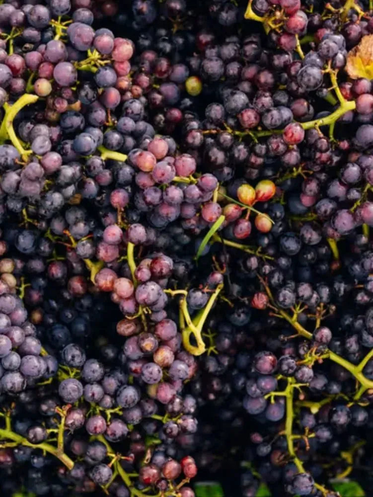 Bride Valley Pinot Noir 75cl