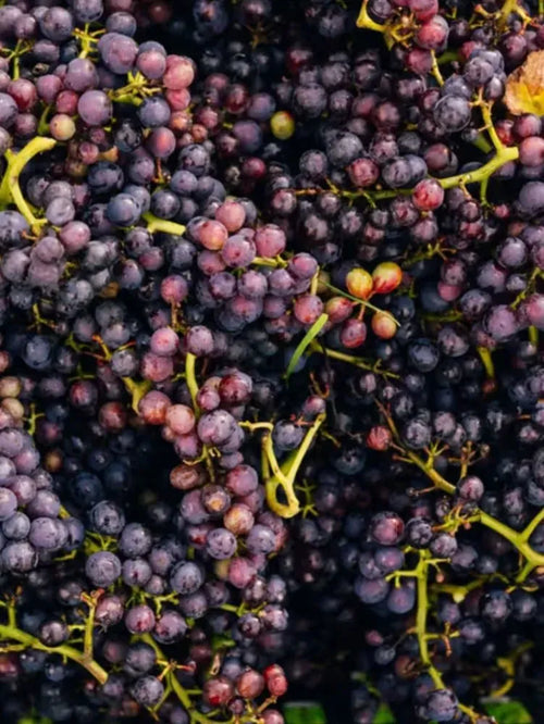 Bride Valley Pinot Noir 75cl