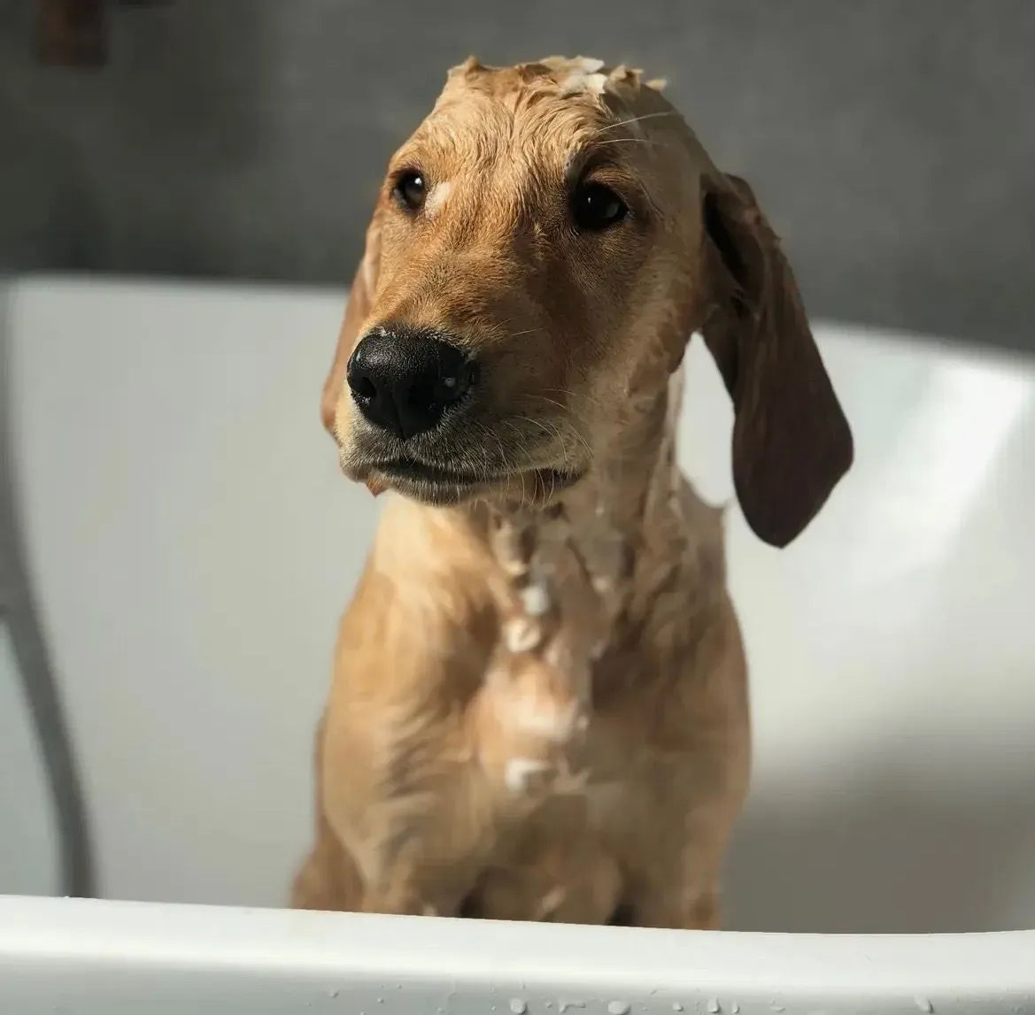 Sweet William Designs Cooper's Dog Shampoo 500ml